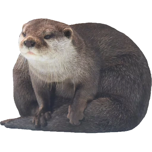 Otters Gotta Ott 2 sticker 57