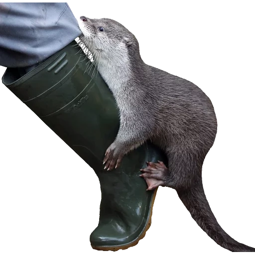 Otters Gotta Ott 2 sticker 58