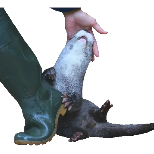 Otters Gotta Ott 2 sticker 59