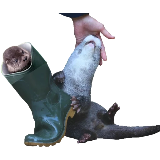 Otters Gotta Ott 2 sticker 60