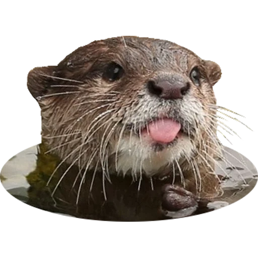 Otters Gotta Ott 2 sticker 7