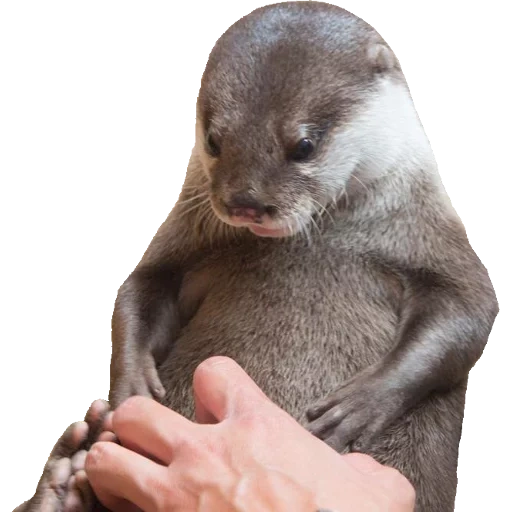 Otters Gotta Ott 2 sticker 61