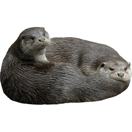 Otters Gotta Ott 2 sticker 62