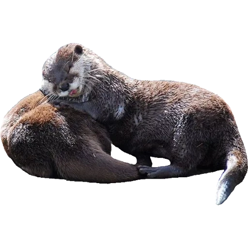 Otters Gotta Ott 2 sticker 63