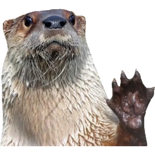 Otters Gotta Ott 2 sticker 64