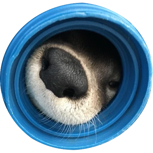 Otters Gotta Ott 2 sticker 68