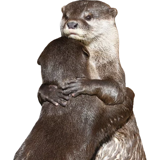 Otters Gotta Ott 2 sticker 69