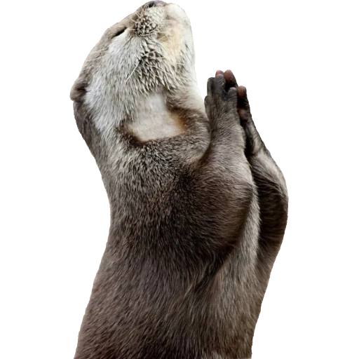 Otters Gotta Ott 2 sticker 8