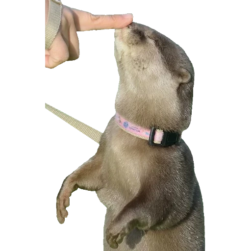 Otters Gotta Ott 2 sticker 72