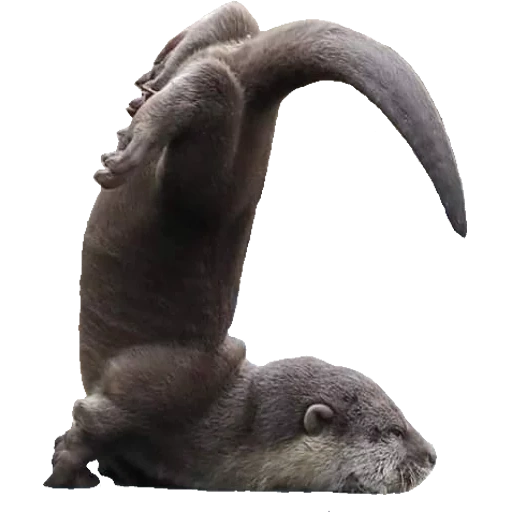 Otters Gotta Ott 2 sticker 73