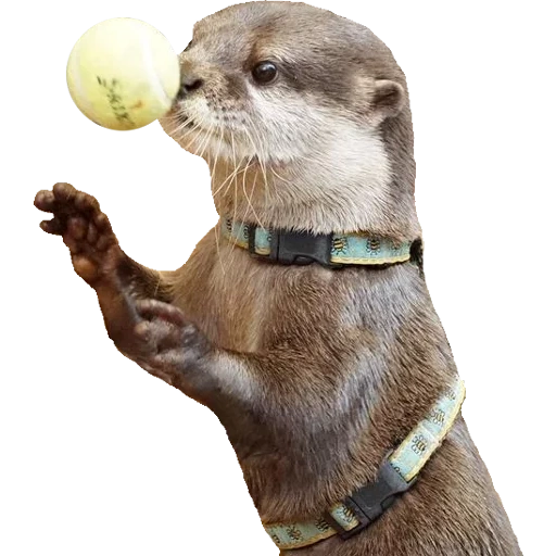 Otters Gotta Ott 2 sticker 75