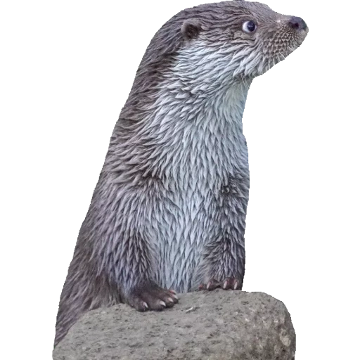 Otters Gotta Ott 2 sticker 76