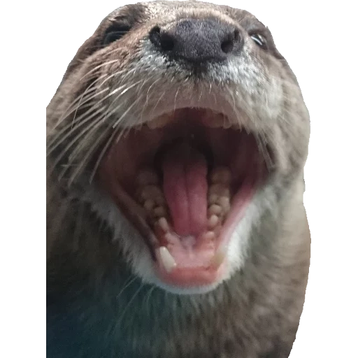 Otters Gotta Ott 2 sticker 77