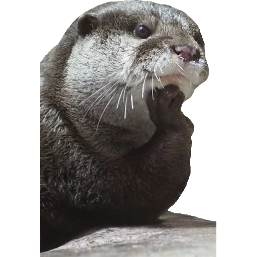 Otters Gotta Ott 2 sticker 78