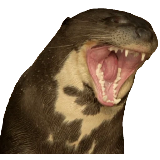 Otters Gotta Ott 2 sticker 79