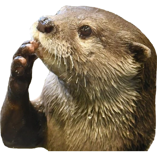 Otters Gotta Ott 2 sticker 80