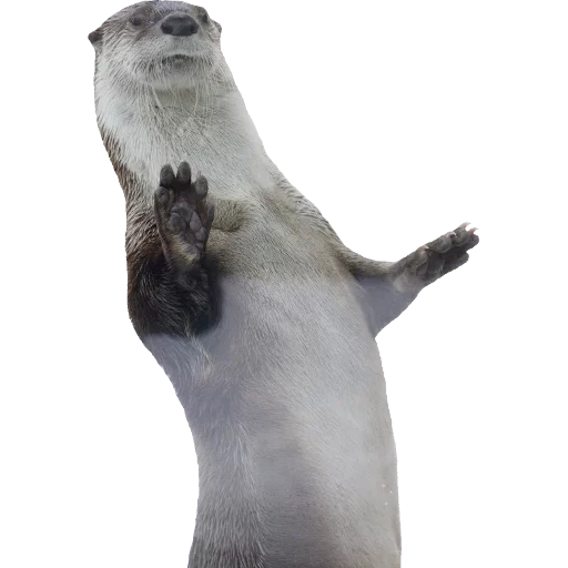 Otters Gotta Ott 2 sticker 9