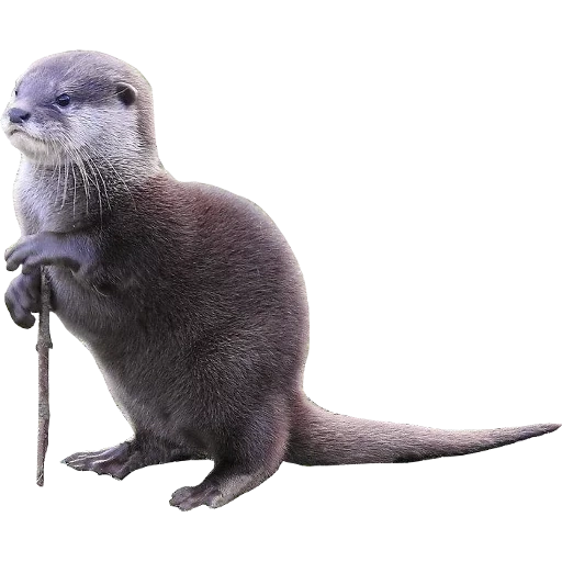 Otters Gotta Ott 2 sticker 84