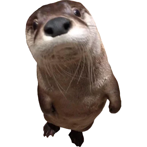 Otters Gotta Ott 2 sticker 85