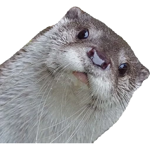 Otters Gotta Ott 2 sticker 86