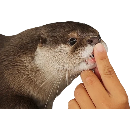 Otters Gotta Ott 2 sticker 91