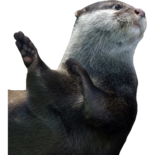 Otters Gotta Ott 2 sticker 95