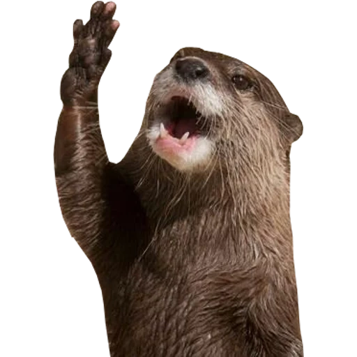 Otters Gotta Ott 2 sticker 96