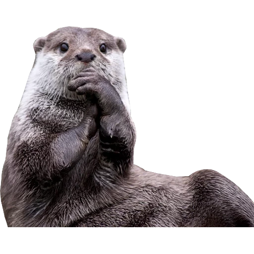 Otters Gotta Ott 2 sticker 97