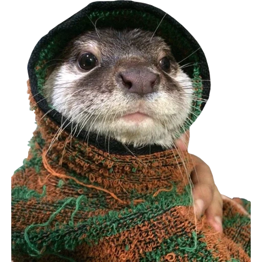 Otters Gotta Ott 2 sticker 98