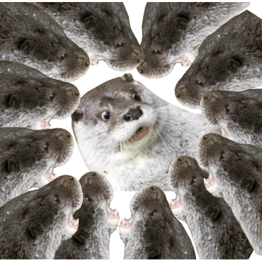 Otters Gotta Ott 2 sticker 100