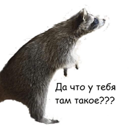 Tema Telegram sticker pack