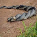 @fijiaftersex pack 4 sticker 35