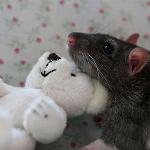 ˗ˋˏ ʀᴀᴛs ˎˊ sticker 11