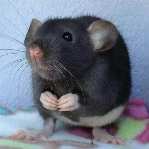 ˗ˋˏ ʀᴀᴛs ˎˊ sticker 13