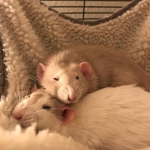 ˗ˋˏ ʀᴀᴛs ˎˊ sticker 32