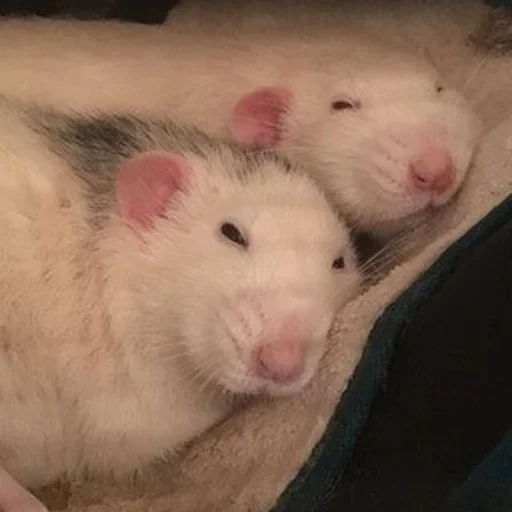 ˗ˋˏ ʀᴀᴛs ˎˊ sticker 33