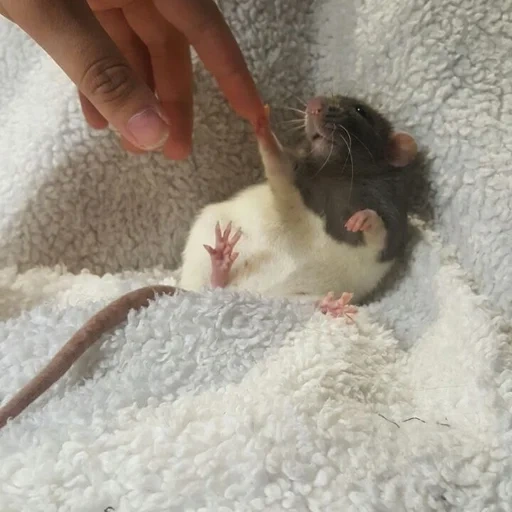 ˗ˋˏ ʀᴀᴛs ˎˊ sticker 35