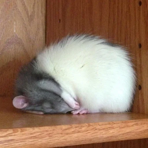 ˗ˋˏ ʀᴀᴛs ˎˊ sticker 36