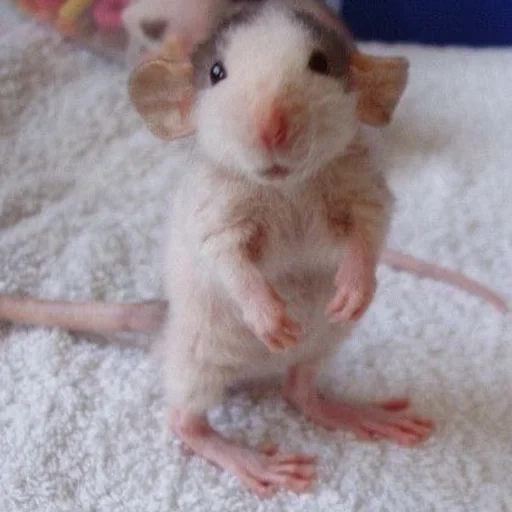 ˗ˋˏ ʀᴀᴛs ˎˊ sticker 37