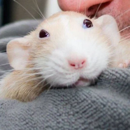 ˗ˋˏ ʀᴀᴛs ˎˊ sticker 38