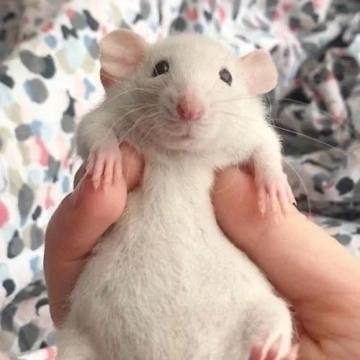 ˗ˋˏ ʀᴀᴛs ˎˊ sticker 5