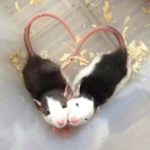 ˗ˋˏ ʀᴀᴛs ˎˊ sticker 43