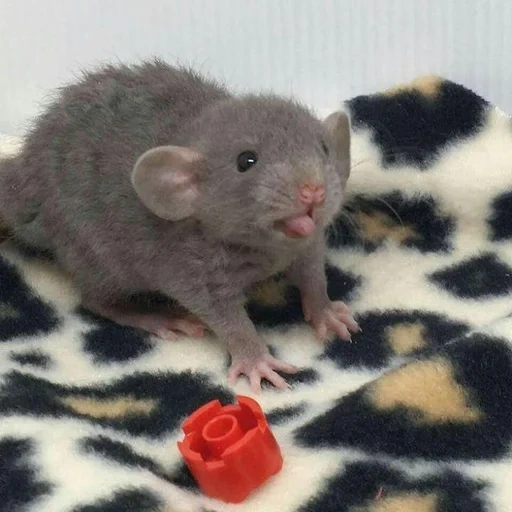 ˗ˋˏ ʀᴀᴛs ˎˊ sticker 47