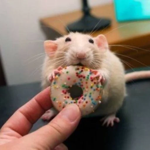 ˗ˋˏ ʀᴀᴛs ˎˊ sticker 49