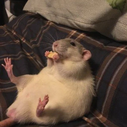 ˗ˋˏ ʀᴀᴛs ˎˊ sticker 8