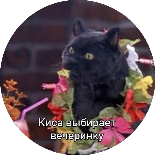 Saberhagencat sticker 14