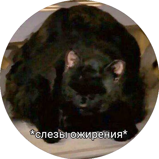 Saberhagencat sticker 10