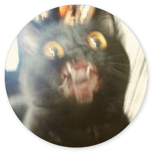 Глупые кошки Telegram sticker pack