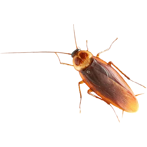 tarakanovvam sticker 10