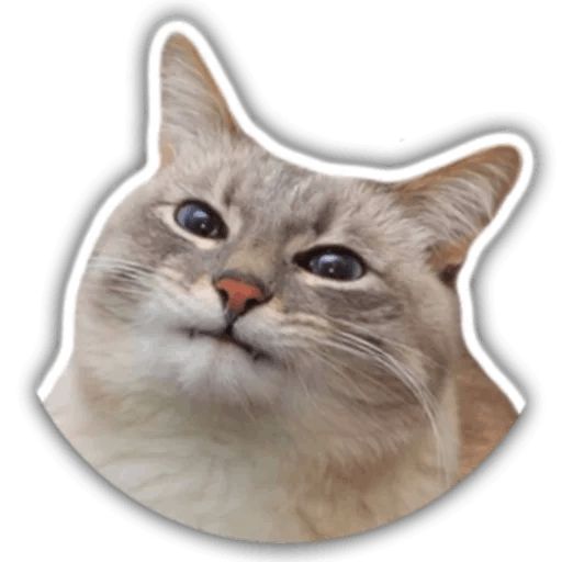 The cat Jazz Telegram sticker pack